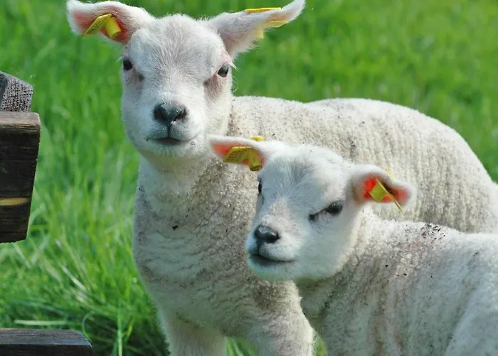 Holiday home Mansion In De Cocksdorp *